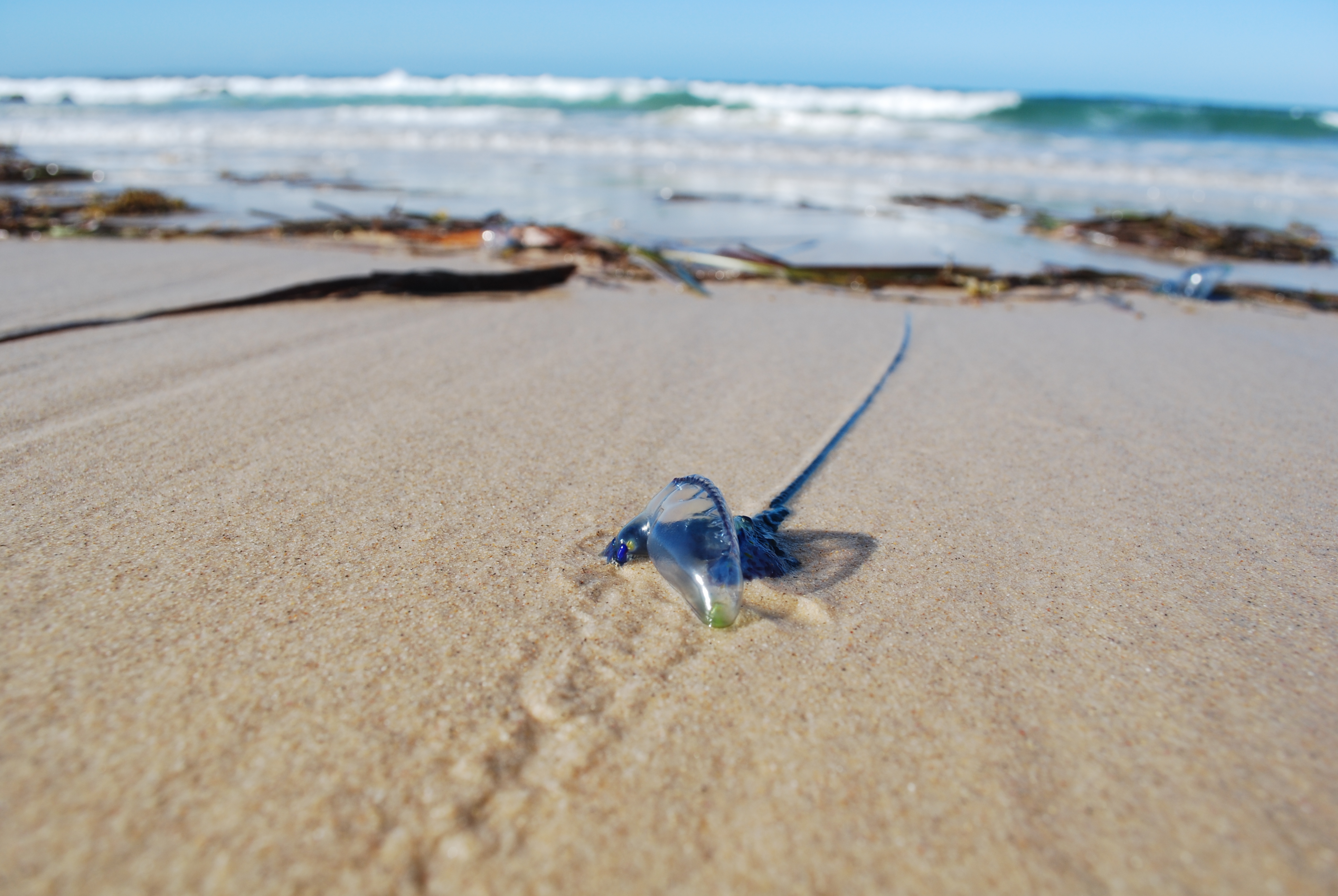 A bluebottle washed up on the sand. The long stinger trails out behind it. Australia