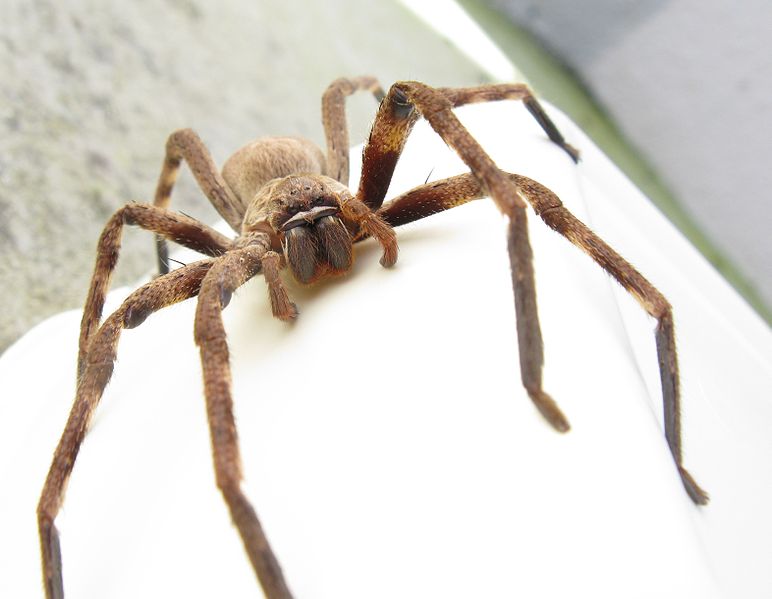 Huntsman Spider, Australia
