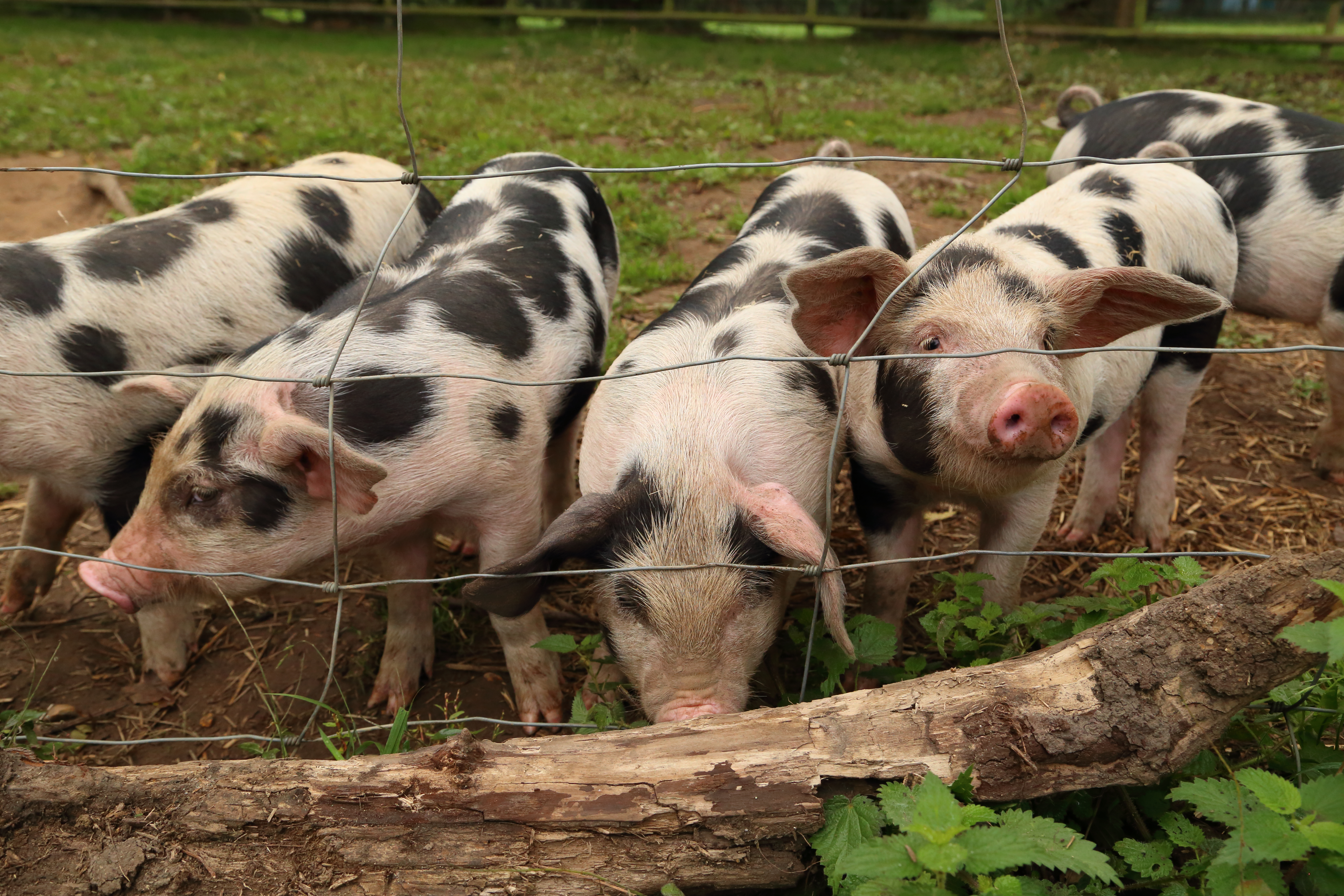 Cute Piglets, New Forest, England, UK